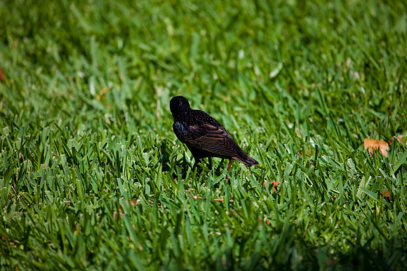3001_Fisher_Bird_Miami_FL5L8Y2438