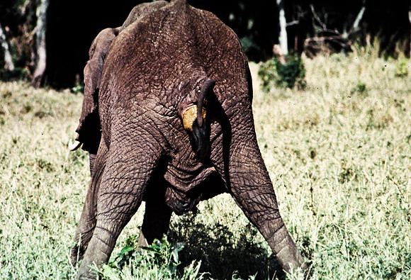 55393_SL_COLOR_ELEPHANTS_MASAI_KENYA_AFRICA_1989_17