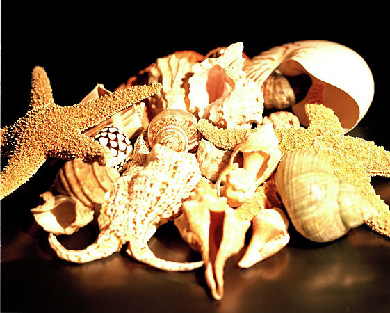 8488_2_Shells_Mix_05