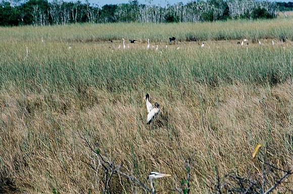 84694_EVERGLADES 33936__Azuley-R4-1A
