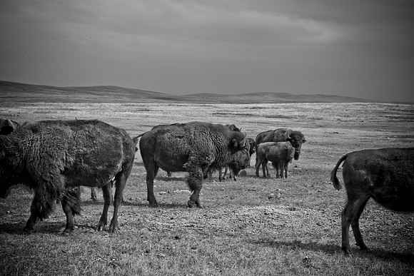 0044_North_Dacota_Fargo_to_South_Rapid_City_TO_CHEYENNE_5L8Y4181