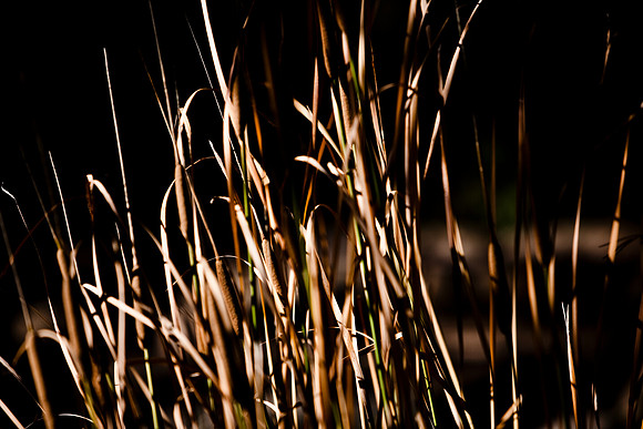 36425_DG_CALIFORNIA_USA_2007_ZV4N_4138