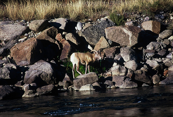 47438_B5_SL_COLOR_SALIDA_5_POINT_SPEEDING_COLORADO_WY_97_07.jpg