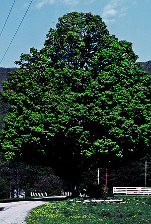 64036_B1_SL_COLOR_UP STATE_NY_86_17.jpg