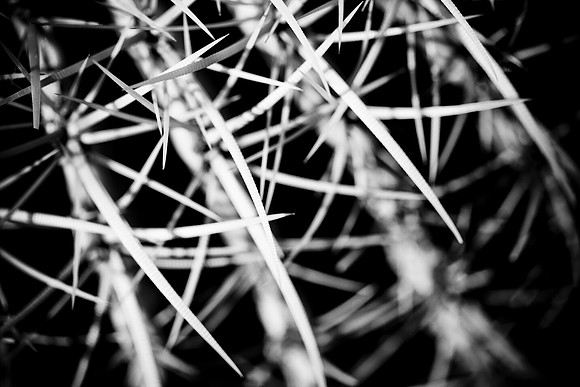 0031_La_Arizona_5L8Y5176