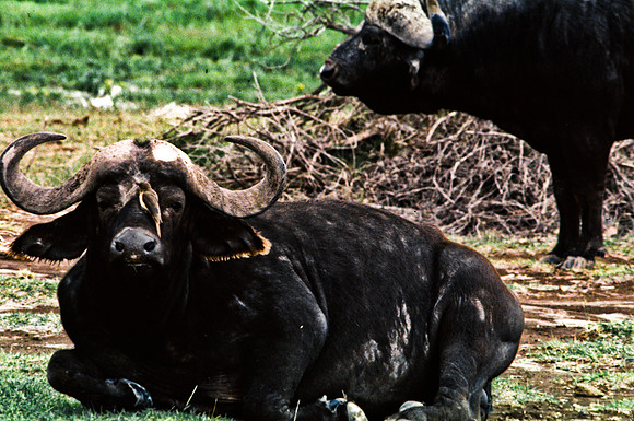 55396_SL_COLOR_BUFFALO_MASAI_KENYA_AFRICA_1989_7