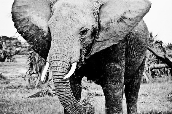 B3_82007_BW_194_New_Masa_Mara_Africa_89_18
