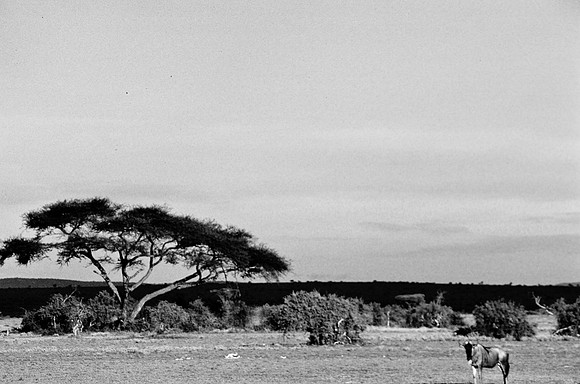 55397_SL_COLOR_BUFFALO_WILDBEAST_KILIMANJARO_KENYA_AFRICA_1989_14