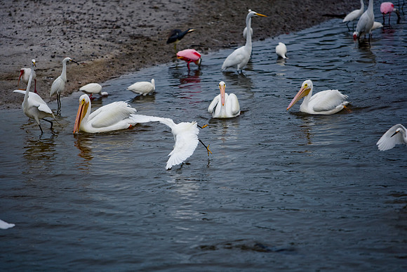 85546_ZV4N_7222-11_Miami_To_Sanibel_Island_FL_USA