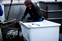 06588_ZV4N_3662_DG_COLOR_BODEGA_BAY_CALIFORNIA_CA_2007_USA