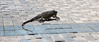 3876_DG_Cayman_Island_Caribbean_ZV4N0854