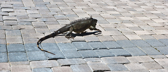 3876_DG_Cayman_Island_Caribbean_ZV4N0854