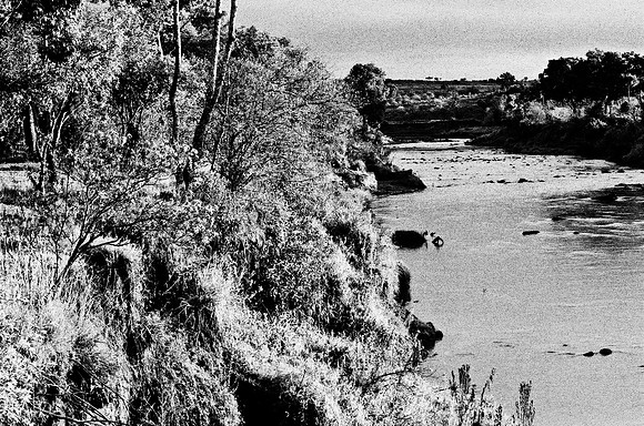 B3_82004_BW_194_Lion_Safari_Africa_89