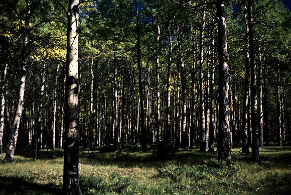 06823_B19_SL_COLOR_BISON_NAT_PARK_LAKE_LOUIS_VILLAGE_WS_97_05.jpg