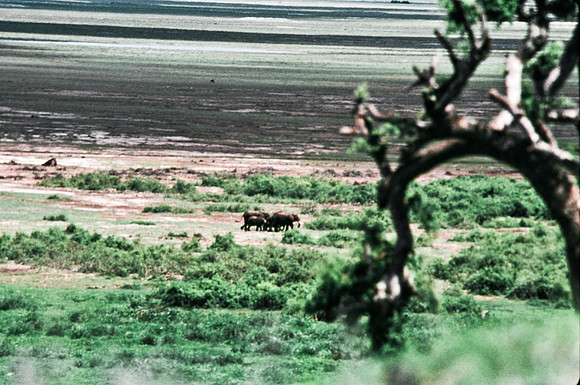 55395_SL_COLOR_ELEPHANTS_KILIMANJARO_KENYA_AFRICA_1989_1