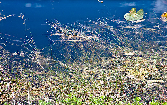 2527_EVERGLADES_MIAMI_FLORIDA_AOM_20090315__A0M1182