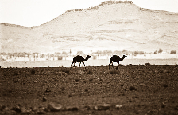 3198_SL_COLOR_RISSANI_MAROCCO_II_1998_6