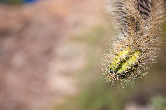 0031_La_Arizona_5L8Y5327
