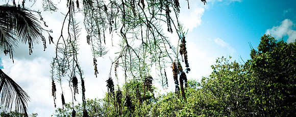 2527_EVERGLADES_MIAMI_FLORIDA_AOM_20090315__A0M1212