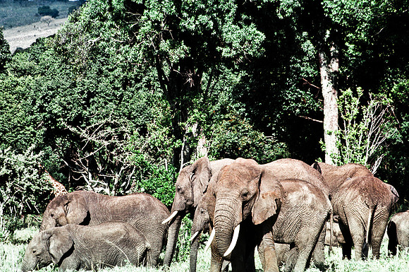 55392_SL_COLOR_ELEPHANTS_MASAI_KENYA_AFRICA_1989_12
