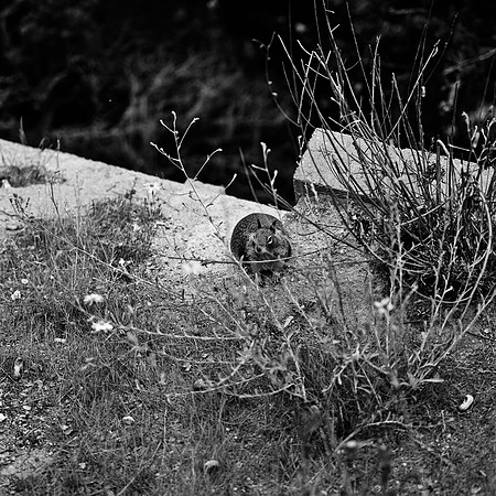 2368_FM_BW_CARMEL_CA_02_2.jpg