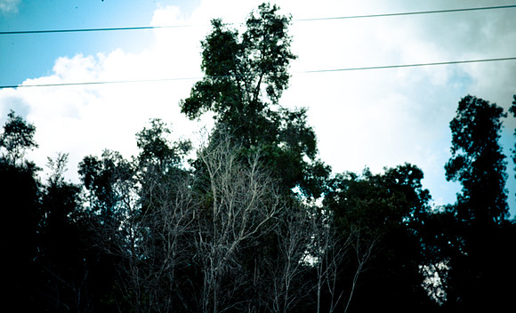 2527_EVERGLADES_MIAMI_FLORIDA_AOM_20090315__A0M1183