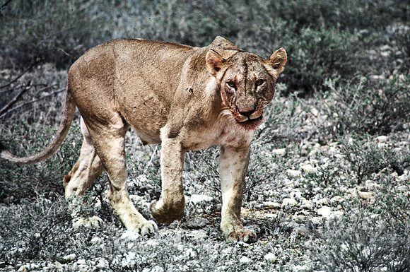 55447_SL_COLOR_LIONS_SUMBURU_KENYA_AFRICA_1989_21