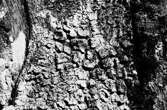 B3_82001_BW_194_New_Safari_Lion_Track_Africa_89_26