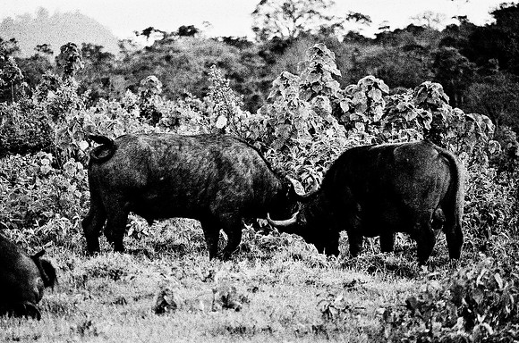 B3_82001_BW_194_New_Safari_Lion_Track_Africa_89_29