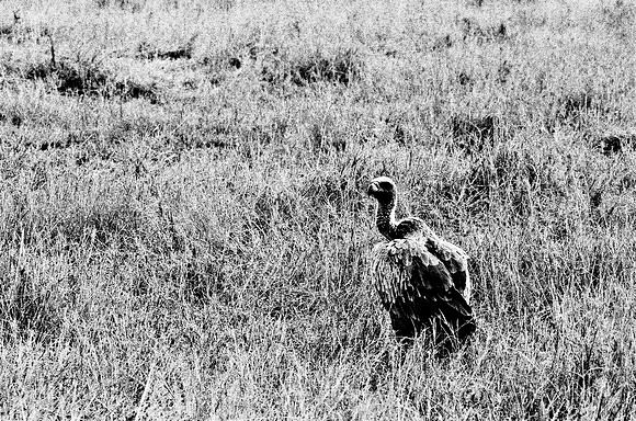 B3_82004_BW_194_Lion_Safari_Africa_89_12
