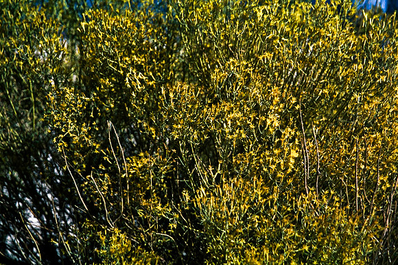 47895_B16_SL_COLOR_LA_MESILLA0_TO_WHITE_SOUNDS_NAT_MNY_HWY20_NM_97_2101.jpg