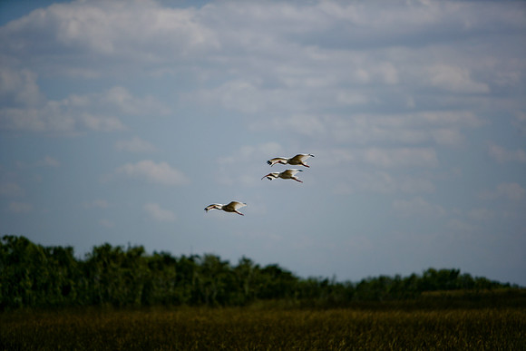 84673_ZV4N_1438_Everglades_Shark_Valley_FL_USA