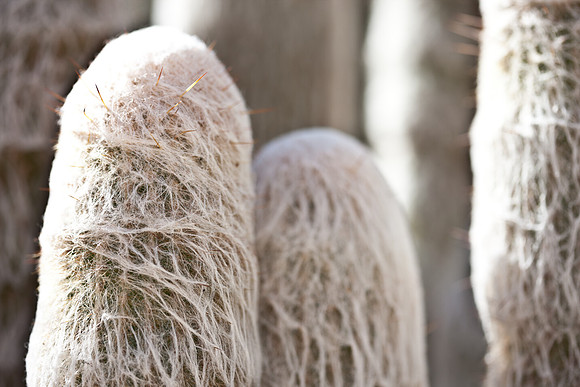 0031_La_Arizona_5L8Y5619