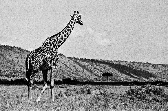 B3_82002_BW_194_New_Masai-Ballon_Africa_89_12