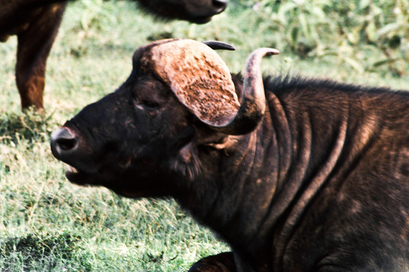 55397_SL_COLOR_BUFFALO_WILDBEAST_KILIMANJARO_KENYA_AFRICA_1989_1