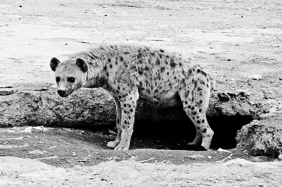 B3_82005_BW_194_New_Masa_Mara_Africa_89_14