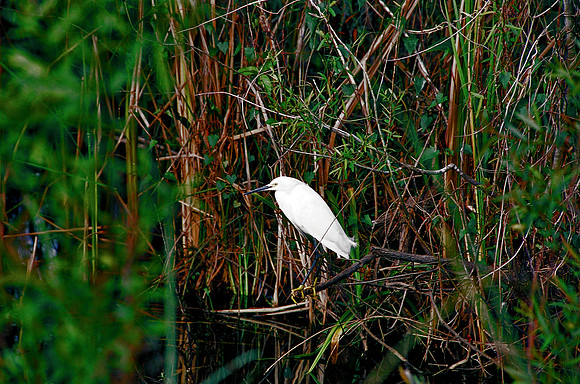 84694_EVERGLADES 33936__Azuley-R1-20A