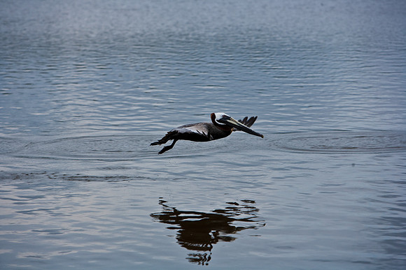 84681_ZV4N_7999_FL_USA_2008