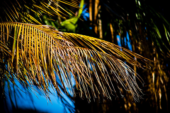 4975_DG_Palm_Tree_Fisher_Miami_FL_2010_IMG_1113