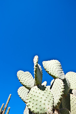 0031_DG_Cactus_Scottsdale_AZ_USA_2009_5L8Y5241