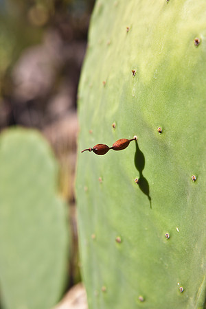 0031_DG_Cactus_Scottsdale_AZ_USA_2009_5L8Y5269
