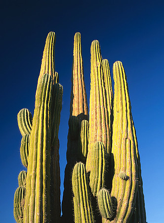 4000_20080719_ADS_Mexican_Landscape_Mexico_P077