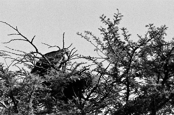 B3_82003_BW_194_New_Sarengety_Africa_89_9