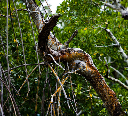 85531_20080322-ZV4N7382_Miami_To_Sanibel_Island_Florida_Everglades_FL_USA