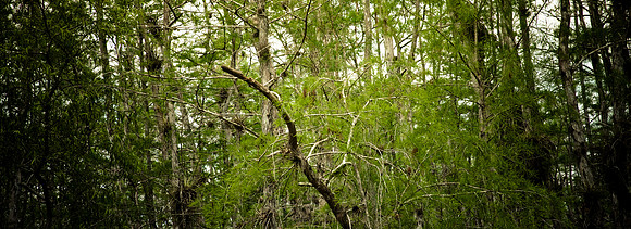 2527_EVERGLADES_MIAMI_FLORIDA_AOM_20090315__A0M1370