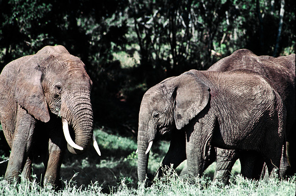 55394_SL_COLOR_ELEPHANTS_MASAI_KENYA_AFRICA_1989_3