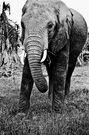 B3_82007_BW_194_New_Masa_Mara_Africa_89_19