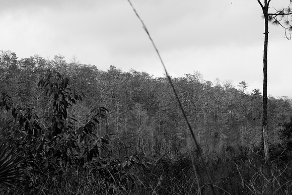 85535_20080323-ZV4N7691_Miami_To_Sanibel_Island_Florida_Everglades_FL_USA