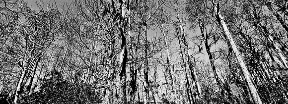 7749_FL_BW_LOUISIANA_01_17.jpg