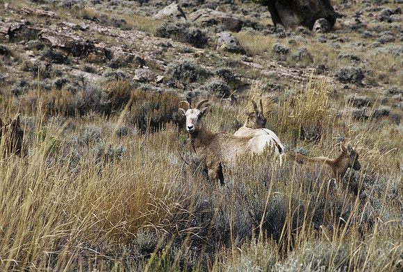 47350_B2_SL_COLOR_US_TOUR_ROCKY_MOUNTAINS_WY_97_03.jpg